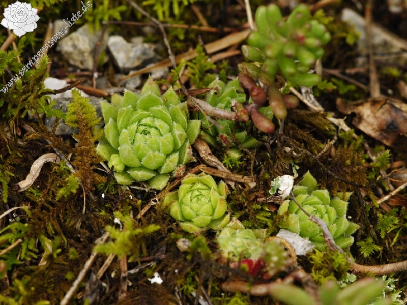 globiferum ssp. hirtum (hirtum) from Stratená, unter dem Dorf