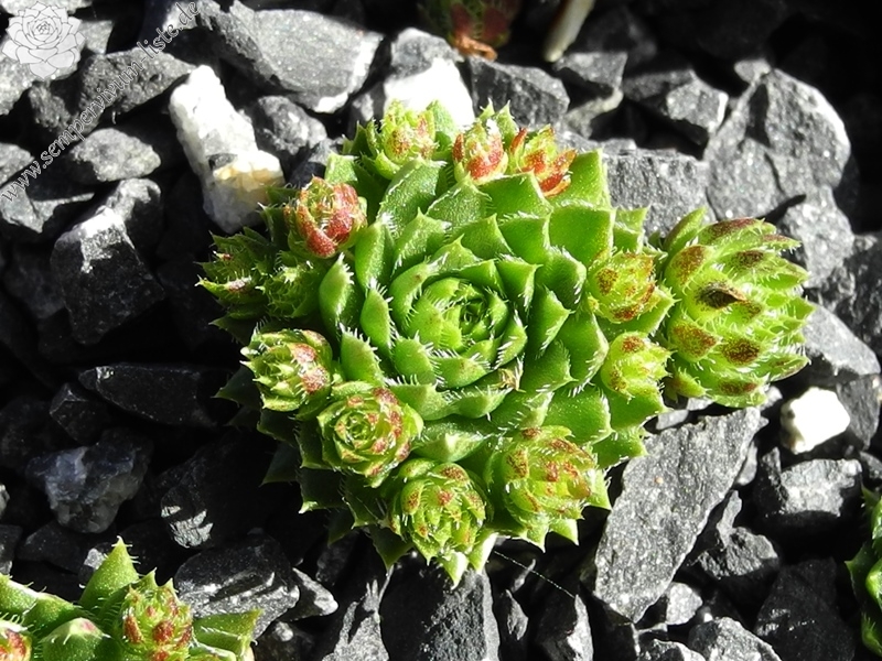 globiferum ssp. hirtum (neilreichii)