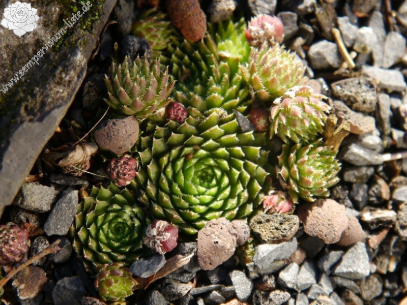 globiferum ssp. hirtum (neilreichii)