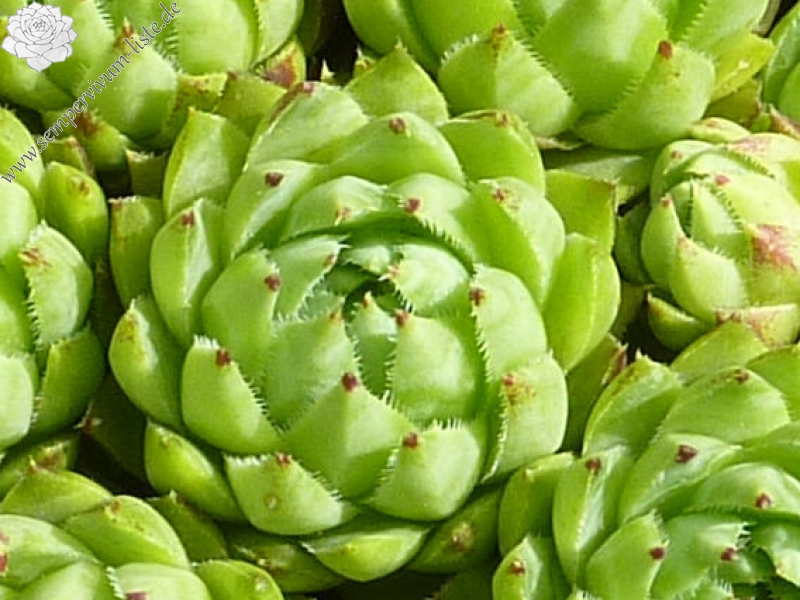 globiferum ssp. hirtum (neilreichii)