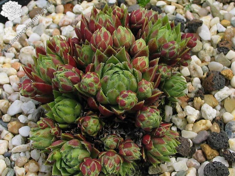globiferum ssp. hirtum (neilreichii)