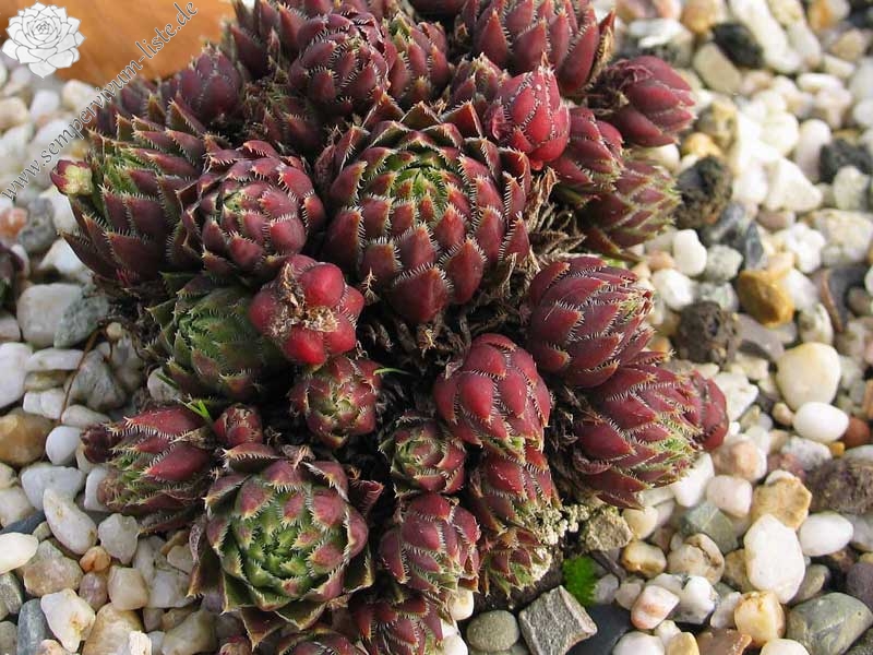 globiferum ssp. hirtum (neilreichii)