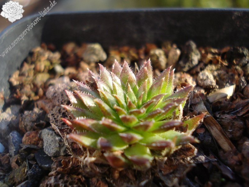 globiferum ssp. hirtum (preissianum) from Belaer Tatra