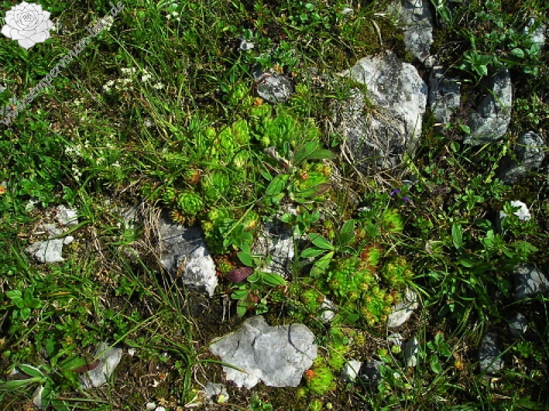 globiferum ssp. hirtum (preissianum) from Koniarky