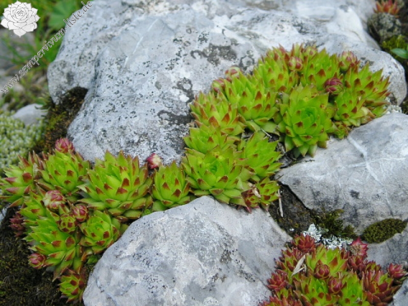 globiferum ssp. hirtum (preissianum) from Koniarky