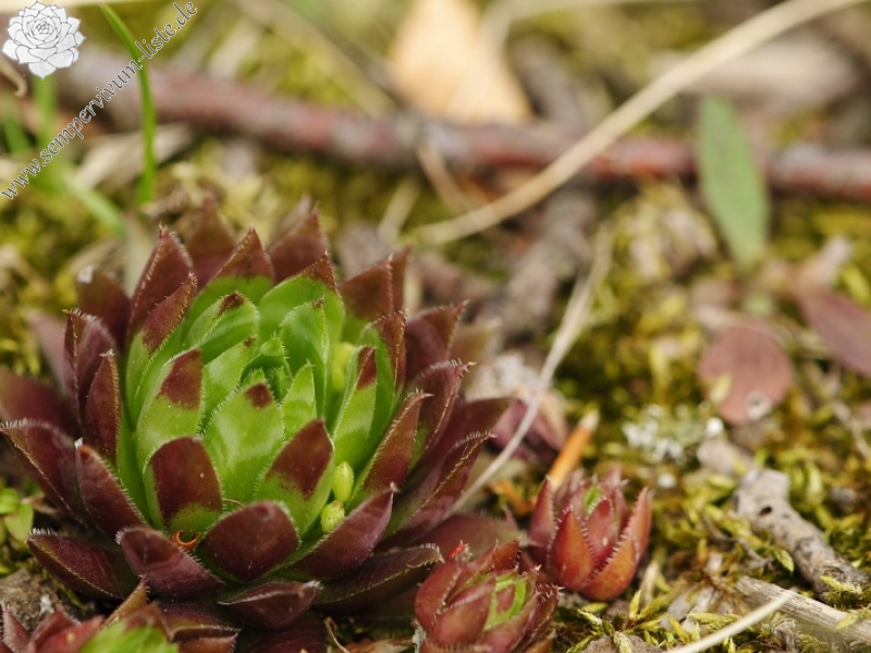 globiferum ssp. hirtum (preissianum) from Makovište