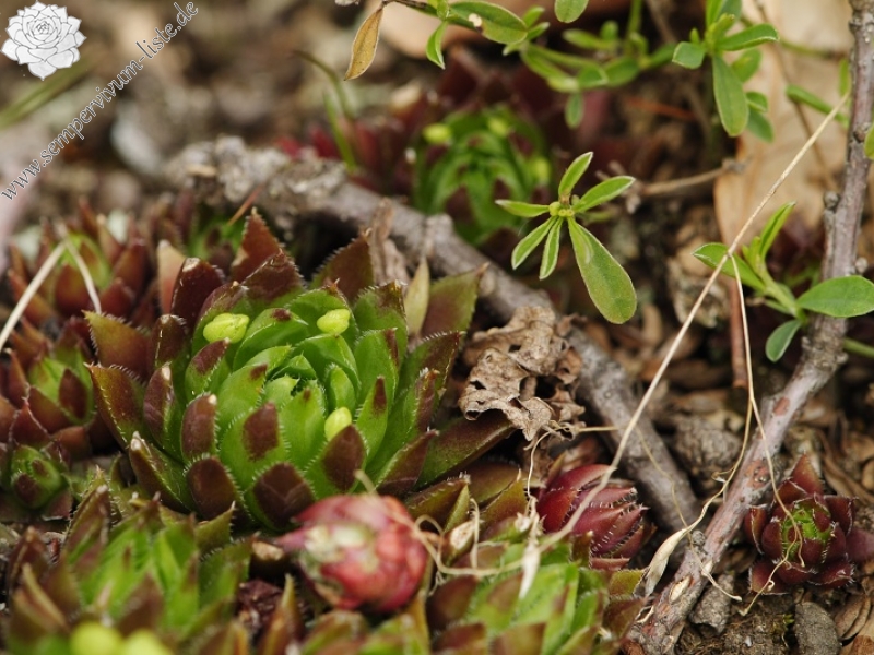 globiferum ssp. hirtum (preissianum) from Makovište