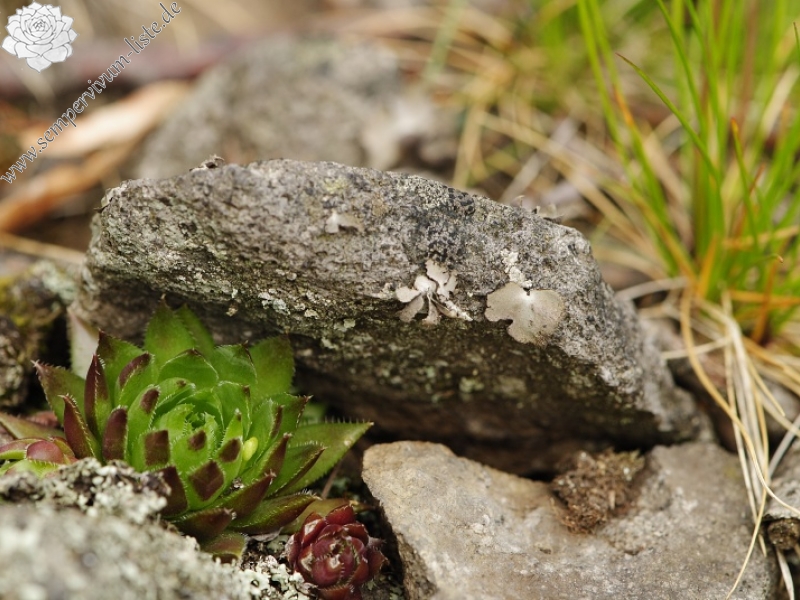 globiferum ssp. hirtum (preissianum) from Makovište