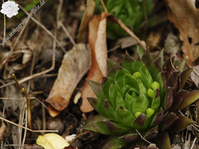 globiferum ssp. hirtum (preissianum) from Makovište