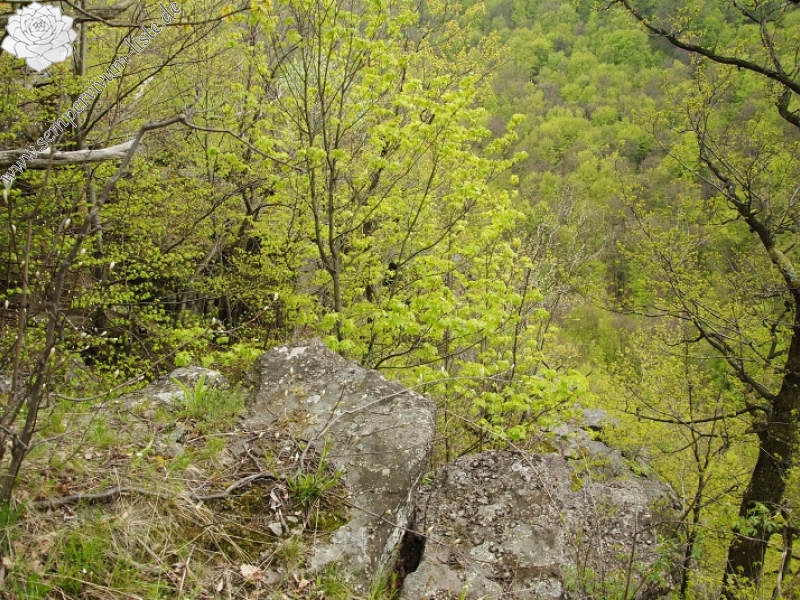 globiferum ssp. hirtum (preissianum) from Makovište