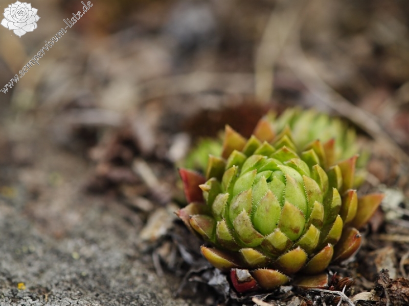 globiferum ssp. hirtum (preissianum) from Malý Grič