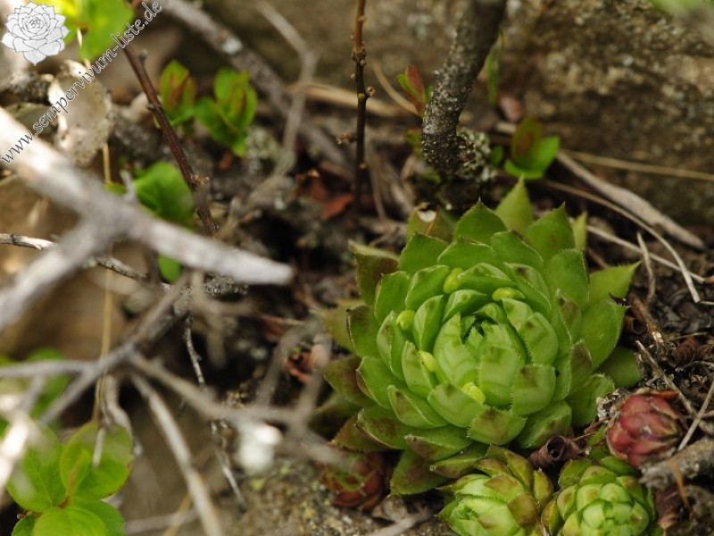 globiferum ssp. hirtum (preissianum) from Malý Grič