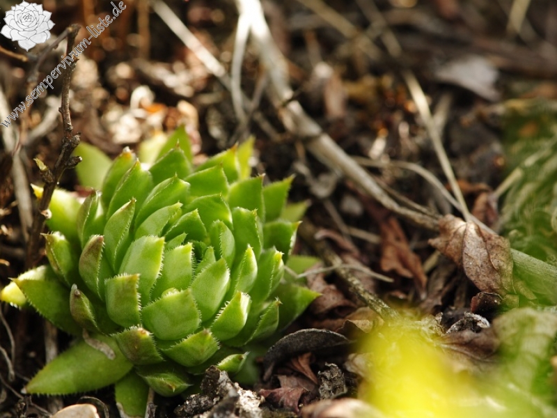 globiferum ssp. hirtum (preissianum) from Malý Grič