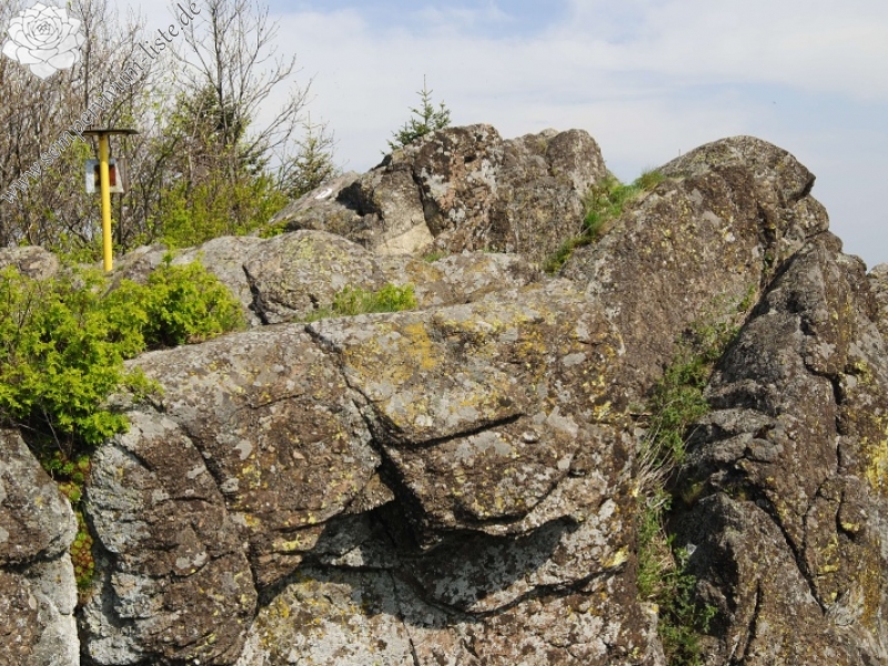 globiferum ssp. hirtum (preissianum) from Malý Grič