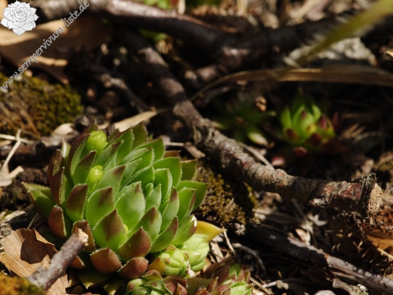 globiferum ssp. hirtum (preissianum) from Sladná skala