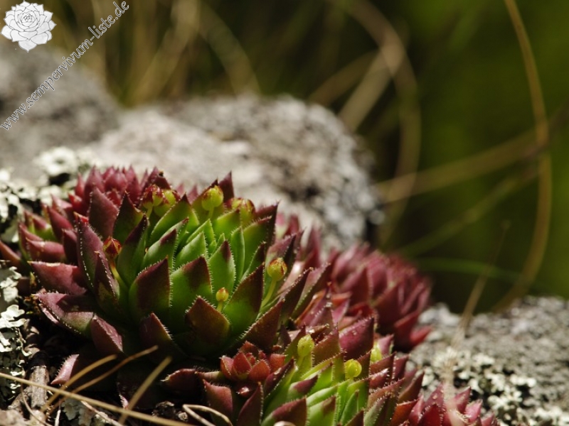 globiferum ssp. hirtum (preissianum) from Sladná skala