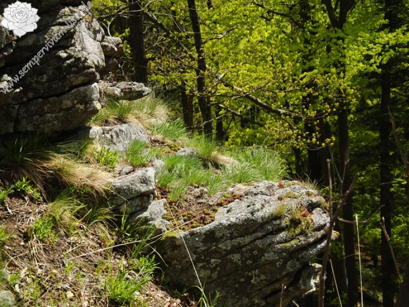 globiferum ssp. hirtum (preissianum) from Sladná skala