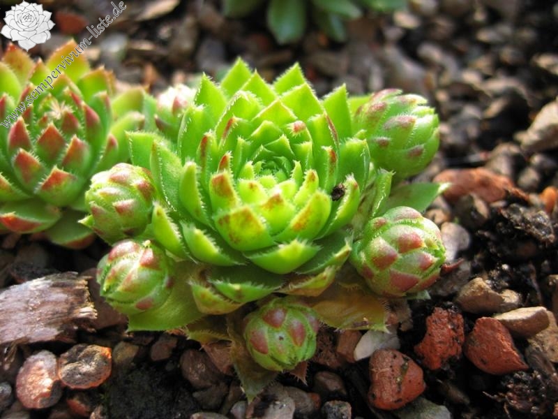 globiferum ssp. globiferum