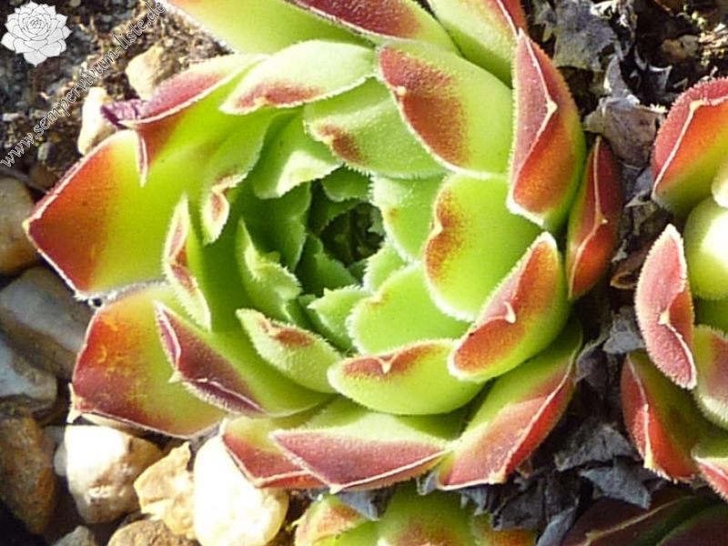 heuffelii from Mt. Goga