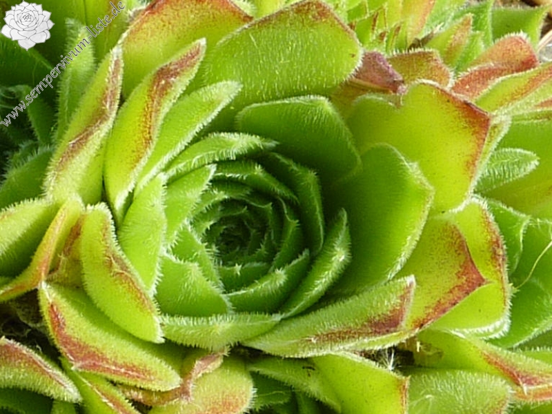 heuffelii from Goljamata Strana