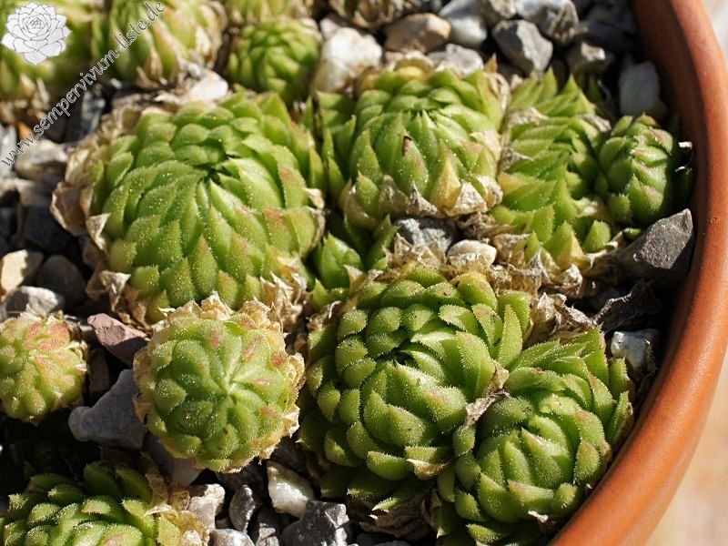 globiferum ssp. allionii from Gorges sup. du Cians