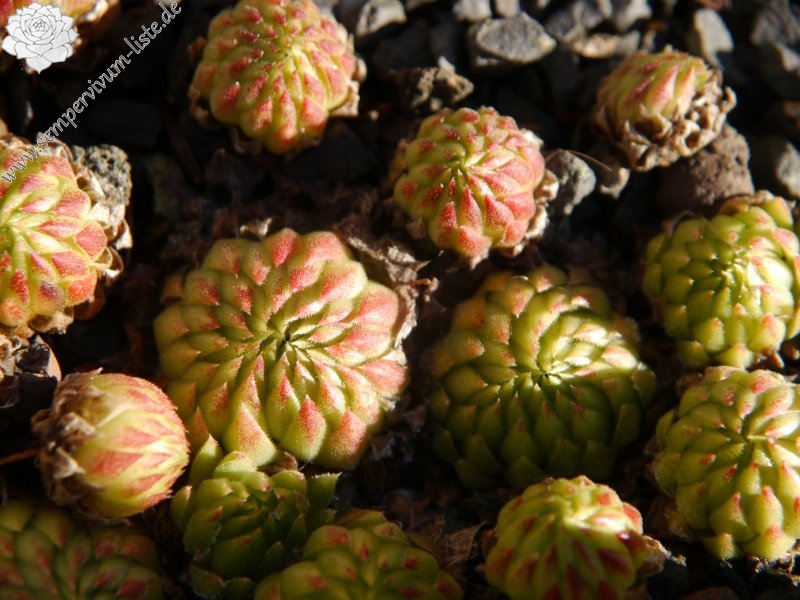globiferum ssp. allionii from Gorges sup. du Cians