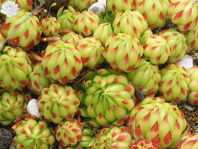 globiferum ssp. allionii from Gorges sup. du Cians