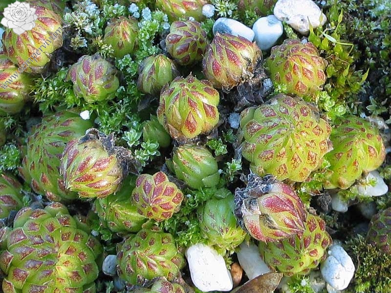 globiferum ssp. allionii from Gorges sup. du Cians