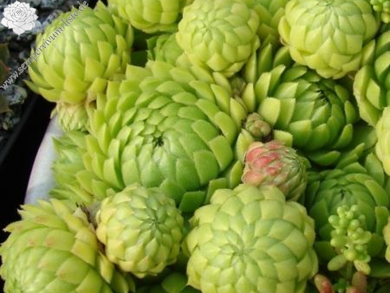 globiferum ssp. allionii from Gorges sup. du Cians