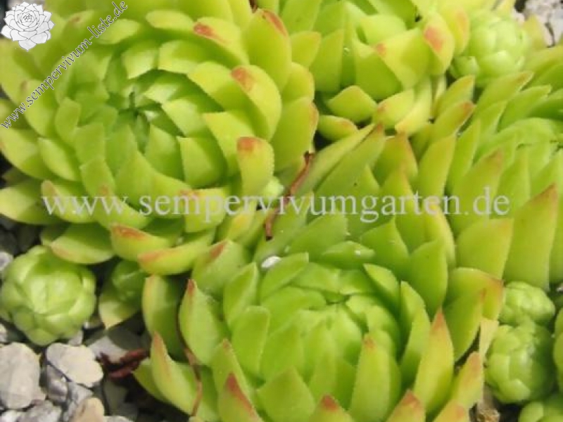 globiferum ssp. allionii from Gorges sup. du Cians