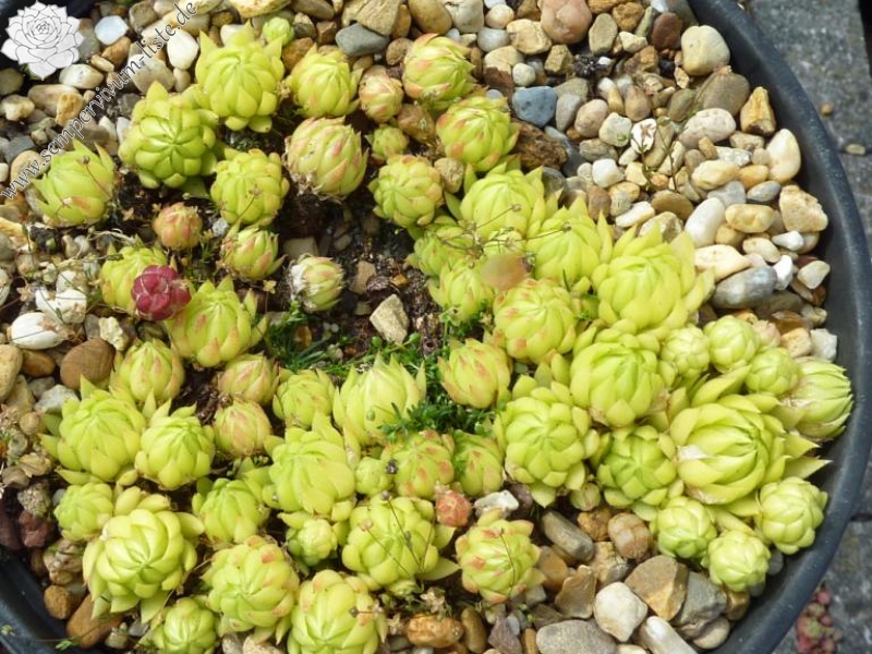 globiferum ssp. allionii from Gorges sup. du Cians