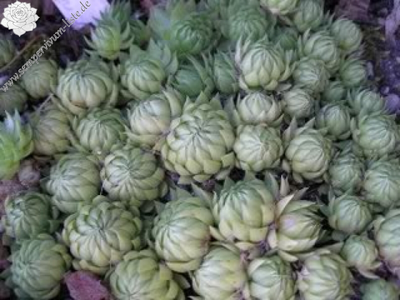 globiferum ssp. allionii from Gorges sup. du Cians