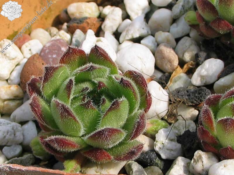 caucasicum (gracile)