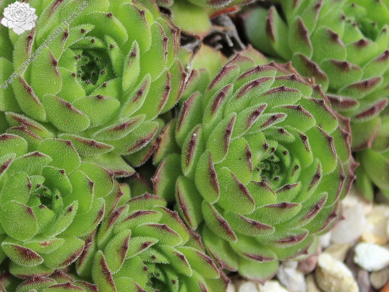 grandiflorum from Valle Locana (Typ PH 1175)