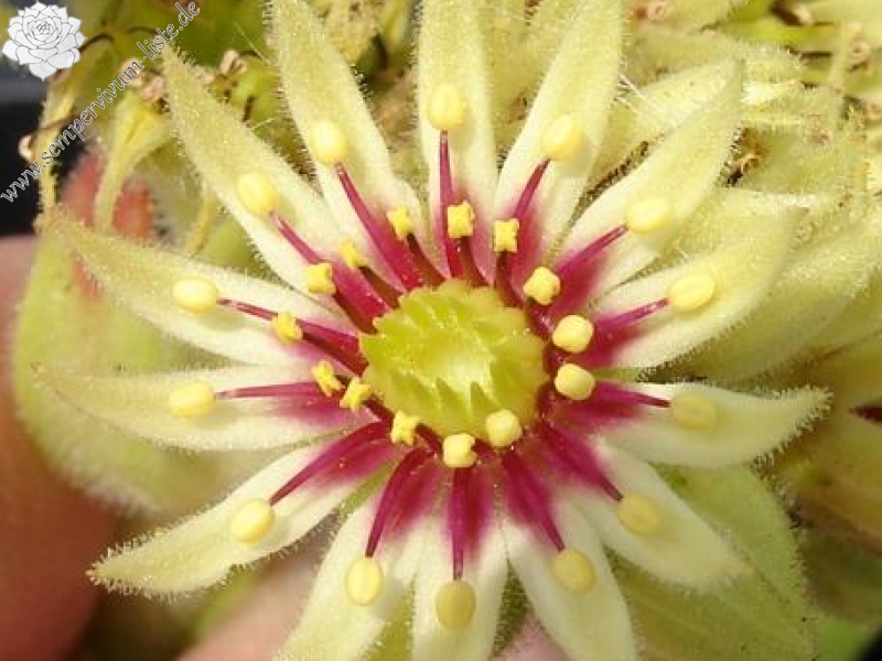 grandiflorum "large type"