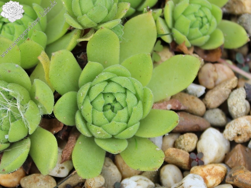 grandiflorum from Valtournenche