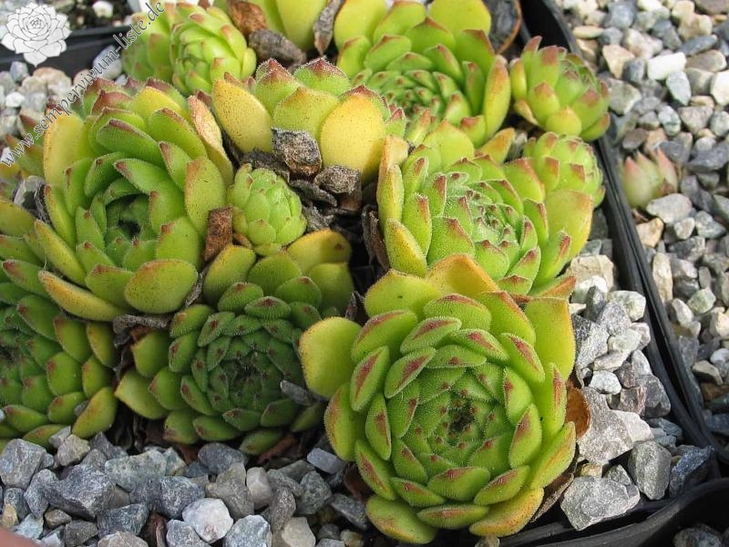 grandiflorum from Lillaz