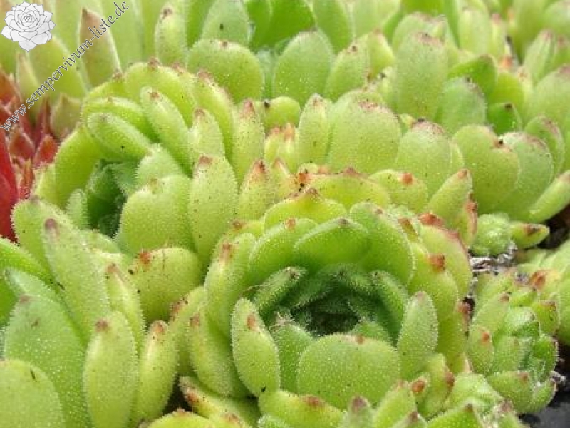 grandiflorum from Valle Locana (Typ PH 1175)