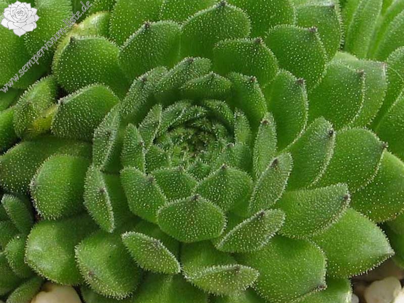 grandiflorum from Valle Locana (Typ PH 1175)