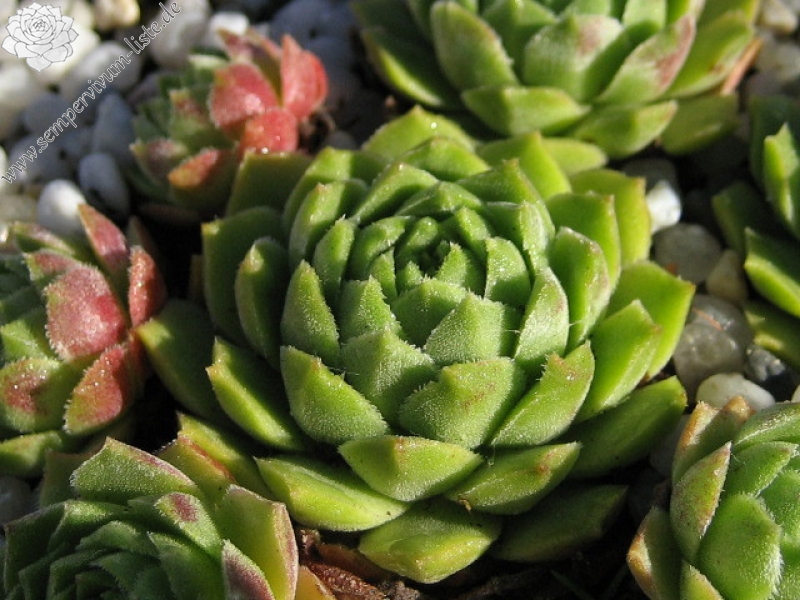 cantabricum ssp. guadarramense (gredosense) from Portilla del Rey