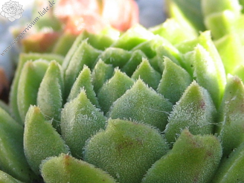 cantabricum ssp. guadarramense (gredosense) from Portilla del Rey