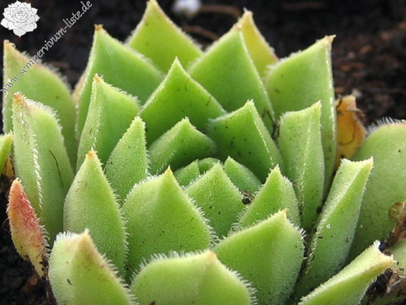 cantabricum ssp. guadarramense (gredosense) from Portilla del Rey