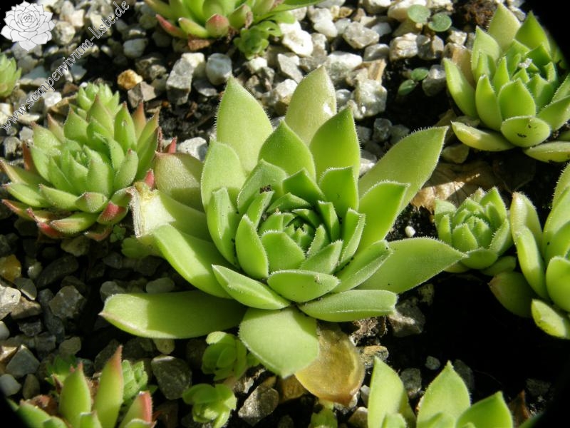 cantabricum ssp. guadarramense (gredosense) from Portilla del Rey