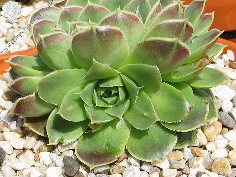 heuffelii from Olymp