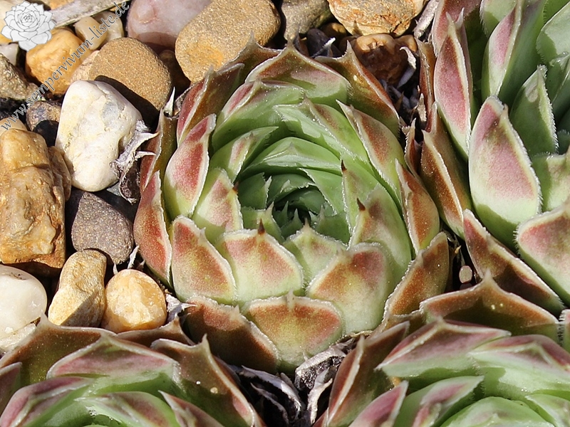 heuffelii from Skopje