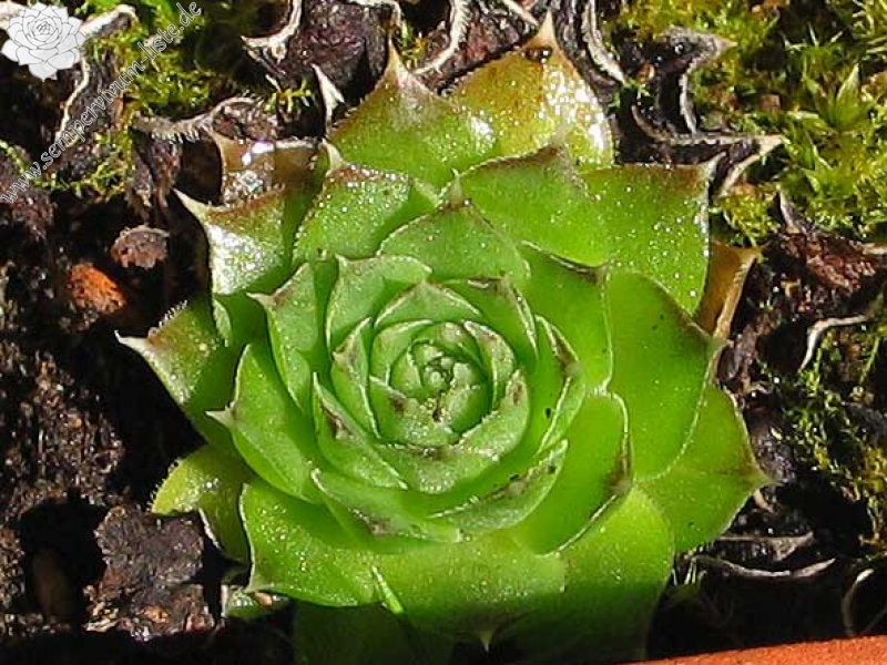 heuffelii from Mavrovo, Vrutok