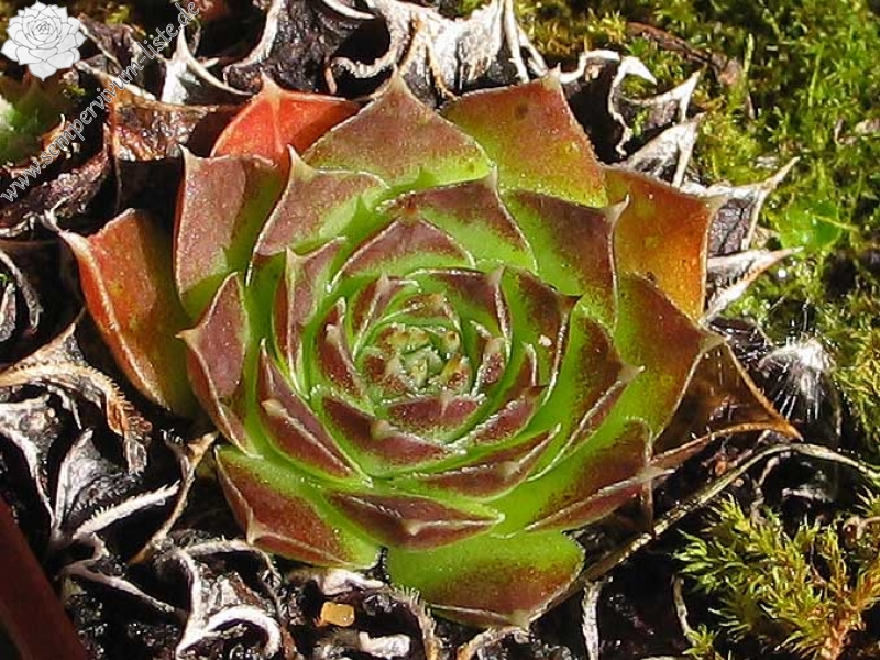 heuffelii from Mavrovo, Vrutok