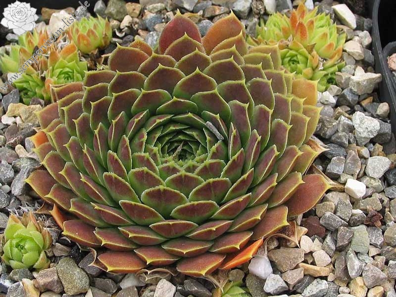 heuffelii from Jakupica