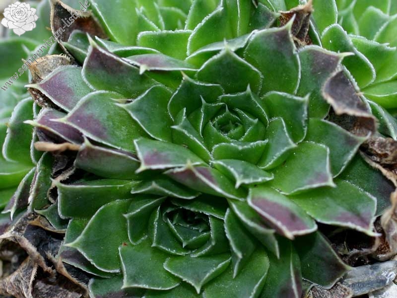 heuffelii from Trigrad Gorge