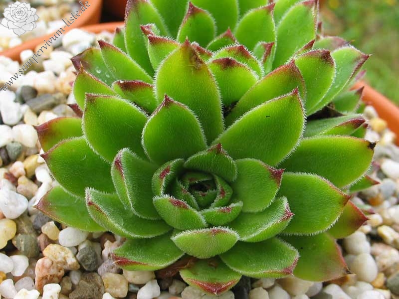 heuffelii from Kratovo